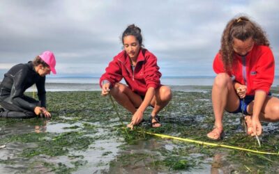 Marine herbivores chomp eelgrass, making it susceptible to wasting