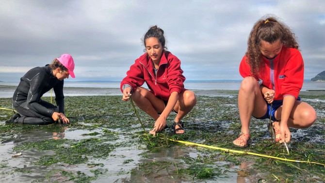 Provided Members of the Harvell Lab examine the health of eelgrass at low tide.