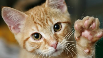 Cornell Feline Health Center launches playful CatGPT