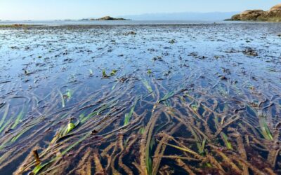 AI reveals scale of eelgrass vulnerability to warming, disease