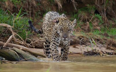 Bezos grant to fund AI innovations to monitor and protect wildlife