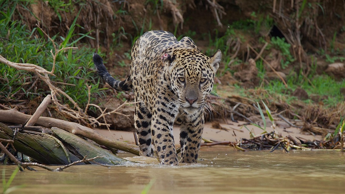 Photo of jaguar walking through water