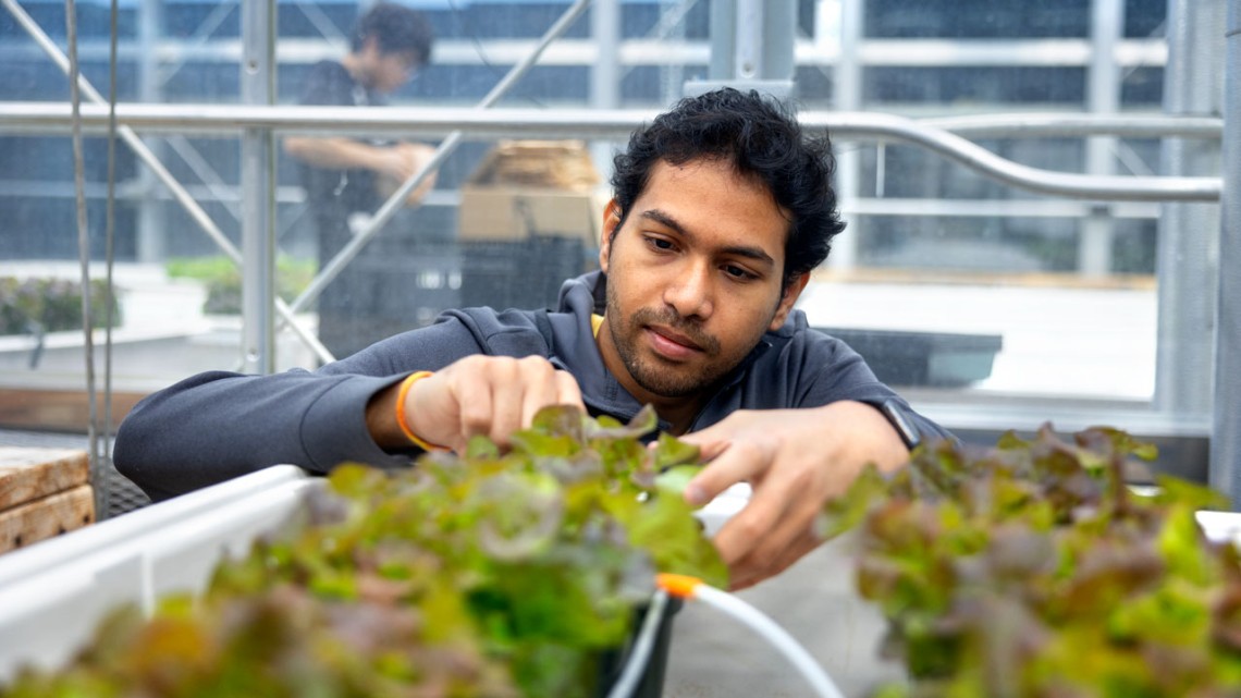 Man looking at crops in greenhouse