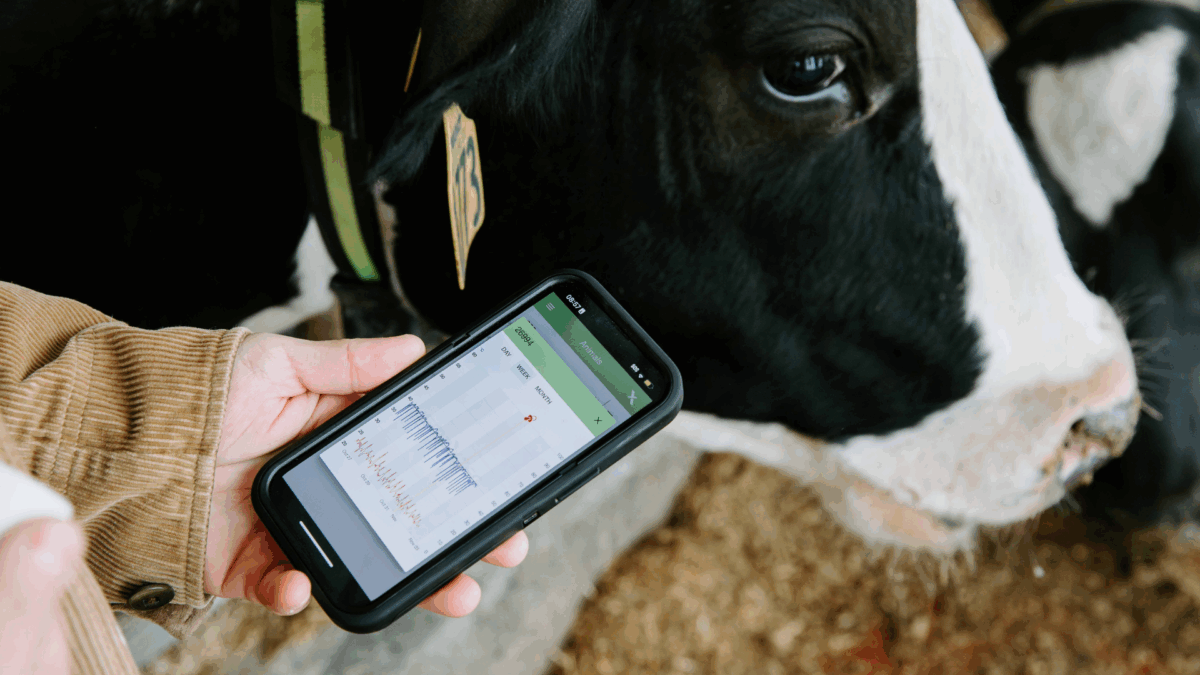 person looking at cell with holstein cow in background