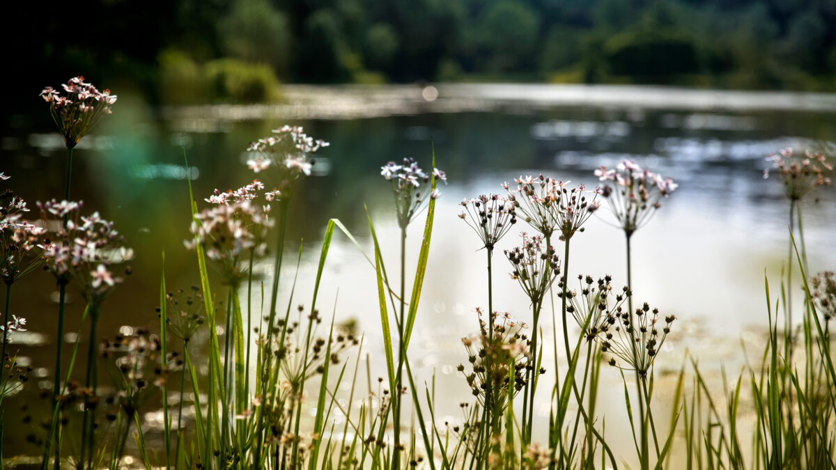 Flowering rush blooms by Beebe Lake. Credit: Lindsay France