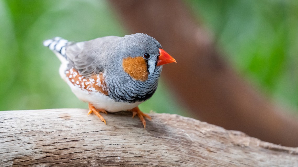 A color photo showing a zebra finch. iStock