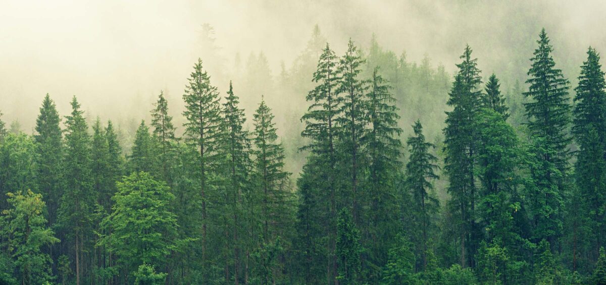 Trees
