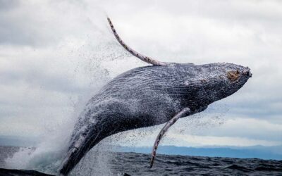 Existing fiber-optic cables can monitor whales