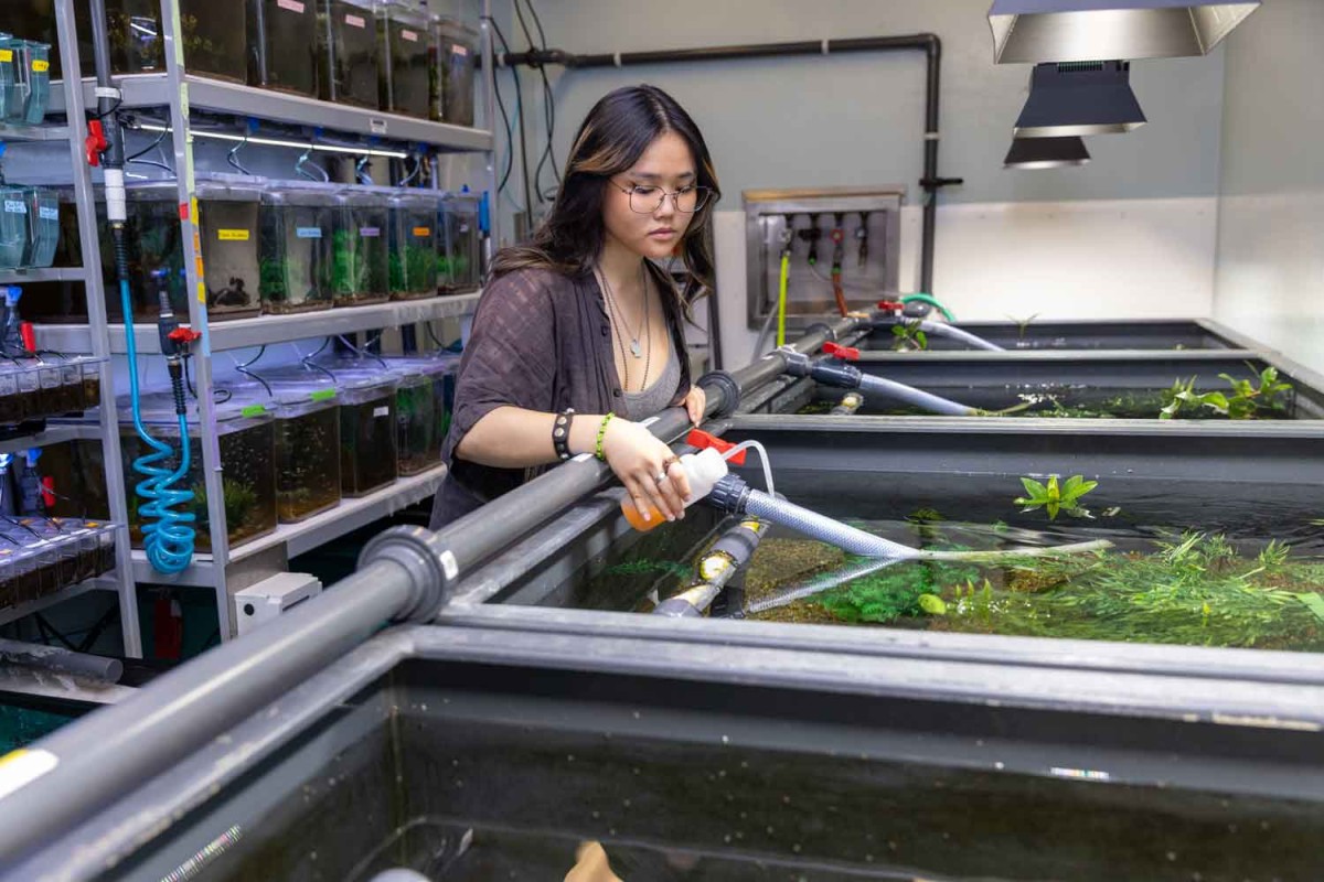 A color photo showing Blythe Wong '25 feeds some of the thousands of Poecilia parae fish in Assistant Professor Ben Sandkam's lab in Mudd Hall. credit: Patrick Shanahan
