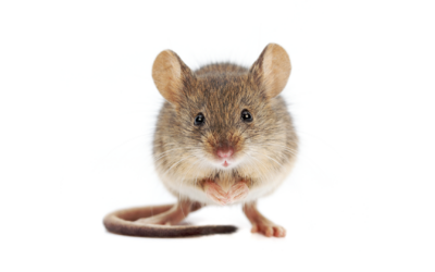 Mice use their tongues to ‘see’ tactile targets