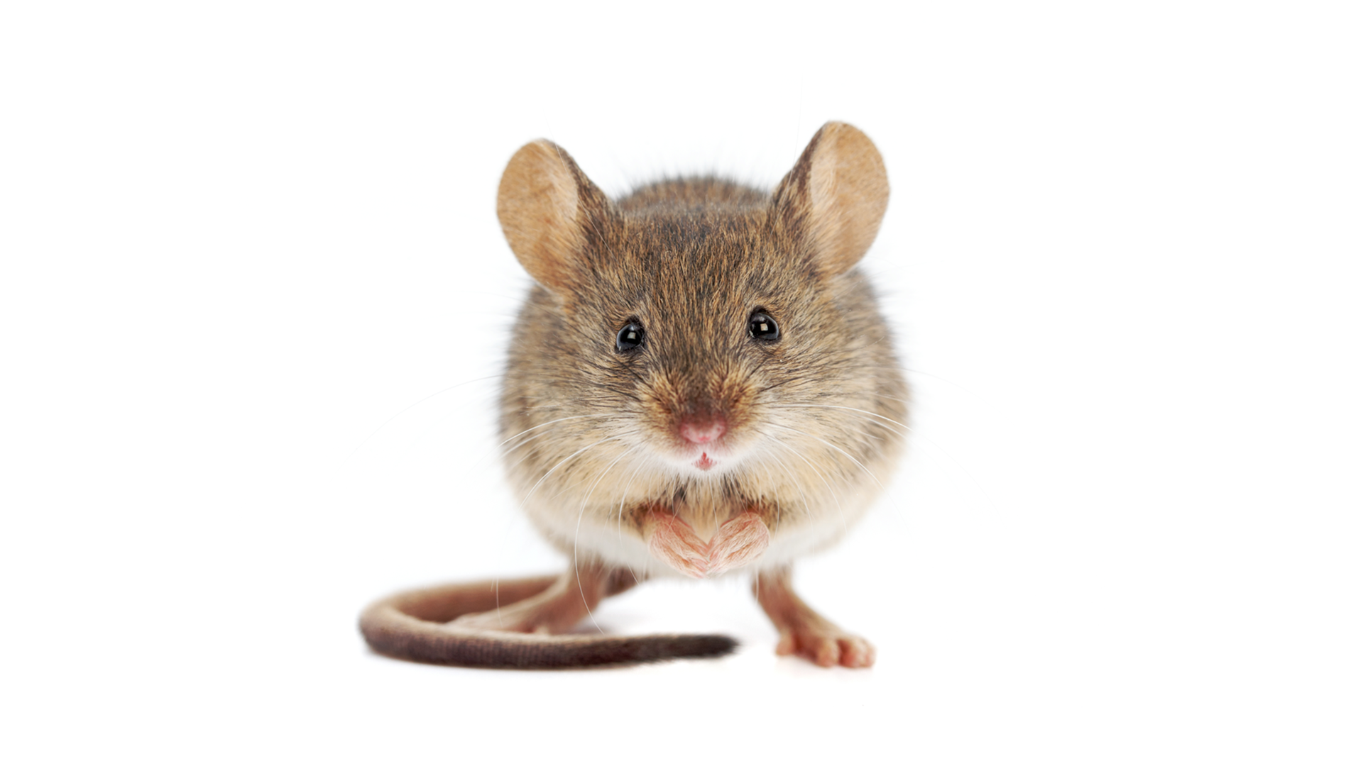 House mouse standing on rear feet