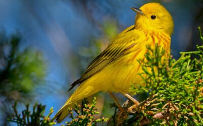 AI analyzes bird sightings to help conserve species