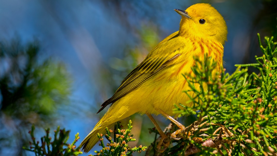 A color photo of a yellow warbler